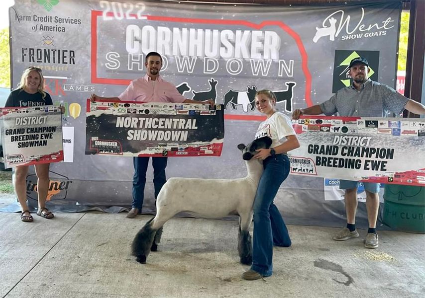 Champion Breeding Ewe Cornhusker Showdown